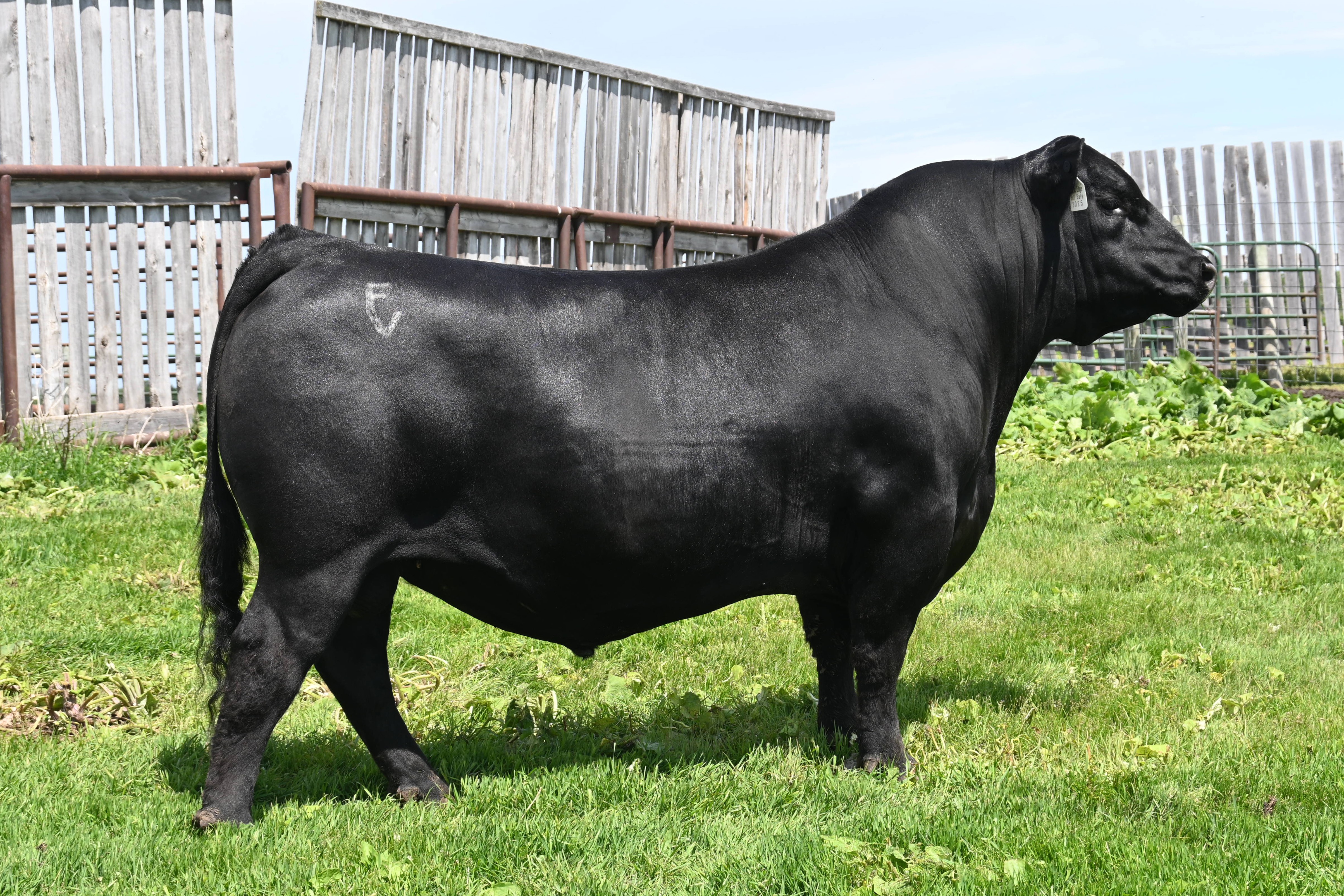 sire14